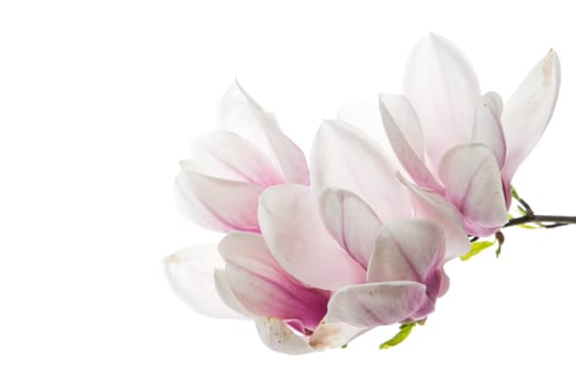 Branch with blooming pink Magnolia flowers isolated on white background