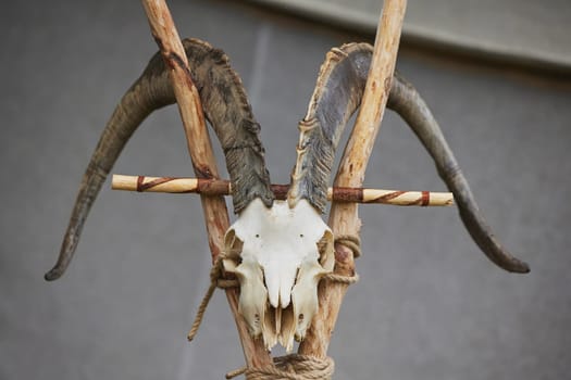 Ram skull at the Viking Festival in Denmark.