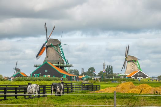 Netherlands. Cloudy summer day in the Zaanse Schans. Functioning Dutch windmills and cows