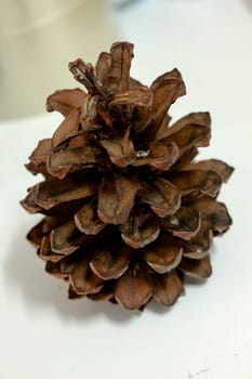 Dry pine cones on a white background