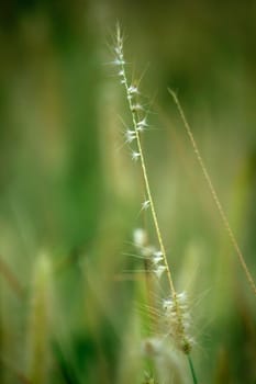 Grass pollen white in nature.