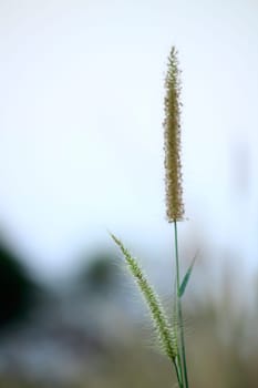 Grass pollen white in nature.