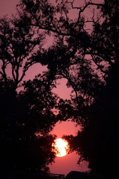 Silhouettes of branches and sunset.