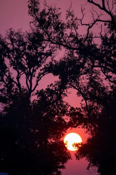 Silhouettes of branches and sunset.