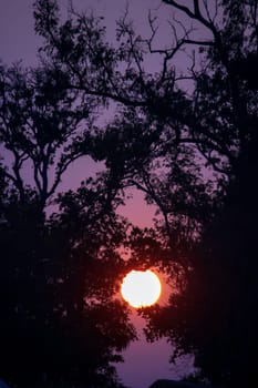 Silhouettes of branches and sunset.