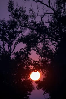 Silhouettes of branches and sunset.