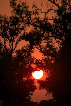 Silhouettes of branches and sunset.