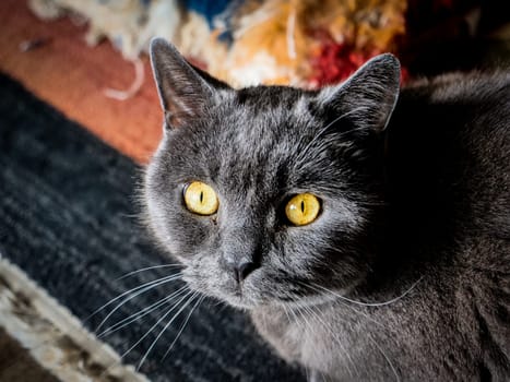 A gray cat with yellow eyes sitting on a rug