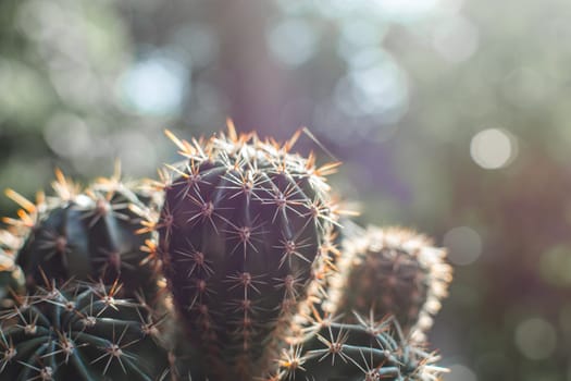 Cacti at sunset close-up. Softly blurred background with bokeh.