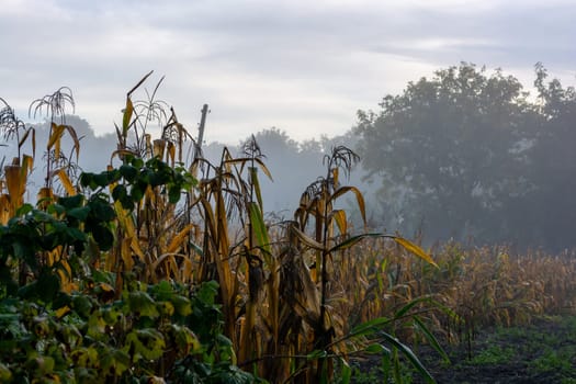 Corn in the vegetable garden on an early foggy morning. Autumn theme.