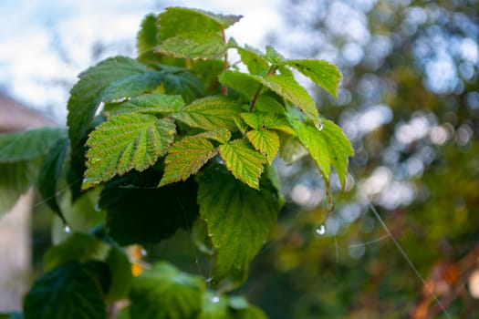 Raspberry leaves wet with dew drops and cobwebs in the early morning on a blurred background with bokeh.