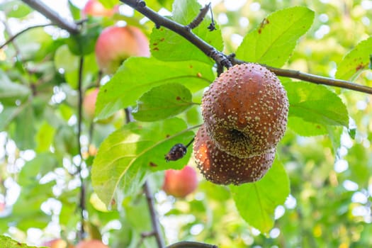 Two rotten apples on an apple tree branch. Autumn, harvest time.