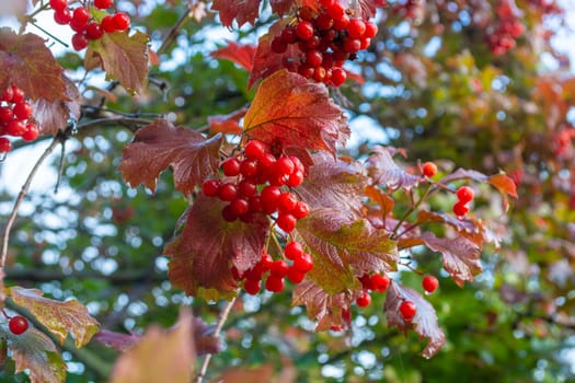 Wet red viburnum berries on a branch among reddened autumn leaves against a slightly blurred background with bokeh.