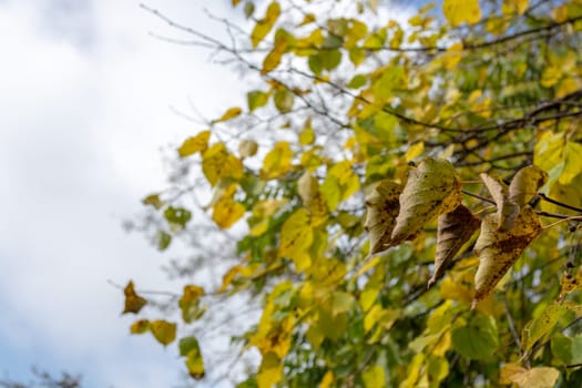 Yellow dried linden leaves against the background of the autumn pale sky.