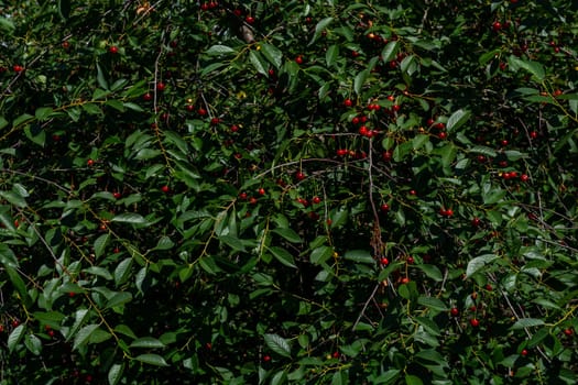 Intertwining branches on a cherry tree with ripe red berries. Summer background.