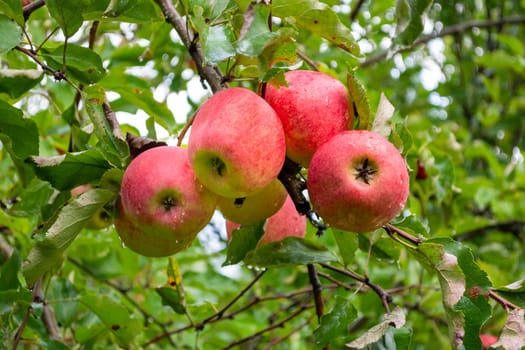 Several ripe apples on a branch in the garden. Five fruits. Harvest season in the garden.