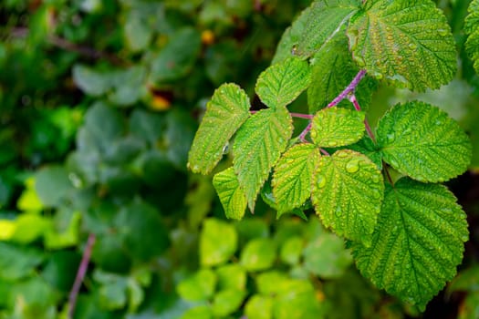 Wet green raspberry leaves in small drops of morning dew on a bush.