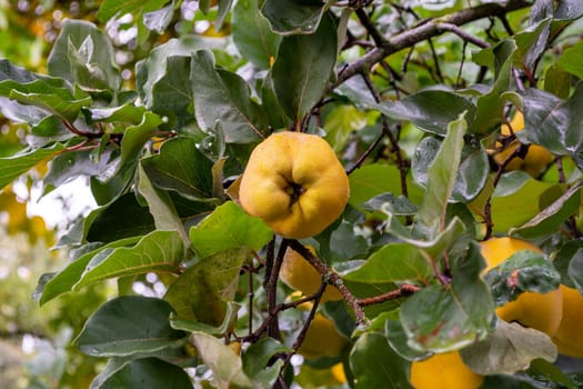 Ripe yellow real wet quince after rain on a tree among green leaves in autumn.