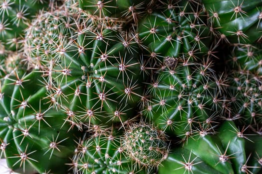 Small beautiful green cacti with large needles, top view. Backdrop