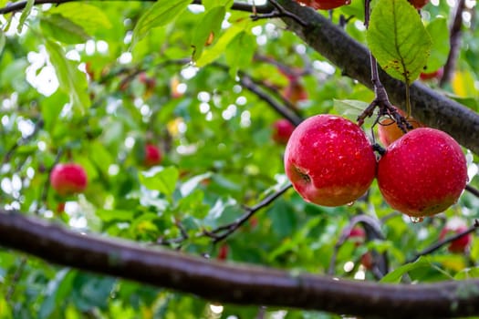 Red apples on a branch in the garden among two branches. Harvest season. Selective focus.