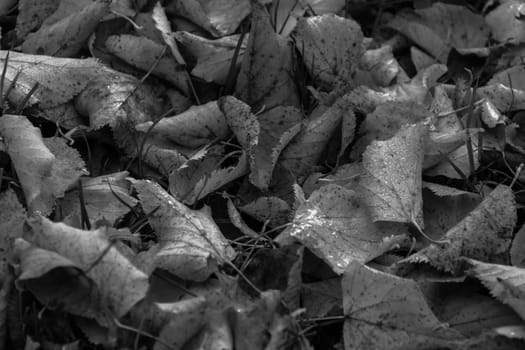 Fallen wet leaves with dew in black and white. Autumn theme.