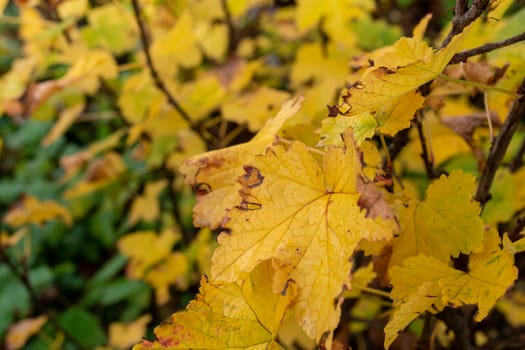 Yellow leaves of blackcurrant on a bush in the autumn garden.