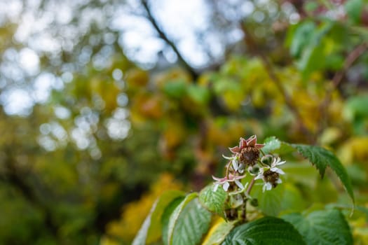 Raspberry flower in the garden close-up. Summer spring garden with blur and bokeh.