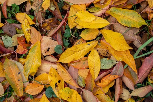 Background of fallen colorful cherry leaves in the autumn garden. Beautiful seasonal backdrop