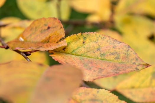 Autumn yellowing pear leaves close-up. Backdrop