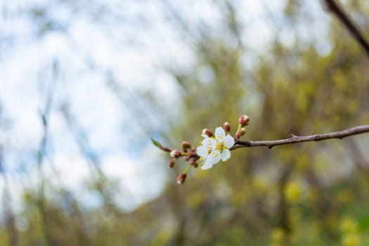 A branch with white cherry blossoms on a beautifully blurred background. Spring in the garden.
