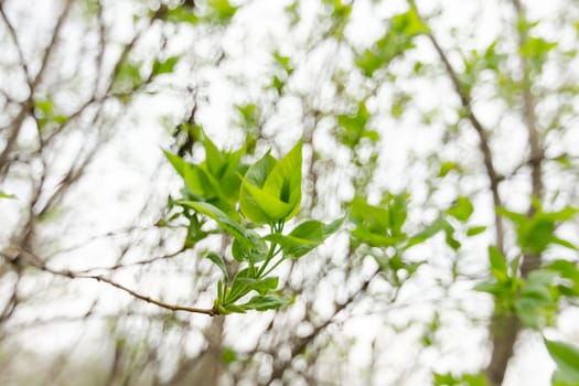 Young small green lilac leaves on the branches of a bush against a faded spring sky with fine bokeh.