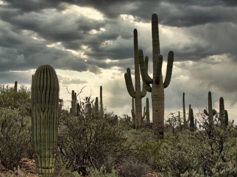 A large cactus in the middle of a desert. Photo of a majestic saguaro cactus standing tall in the desert landscape in Saguaro National Park in Arizona, USA