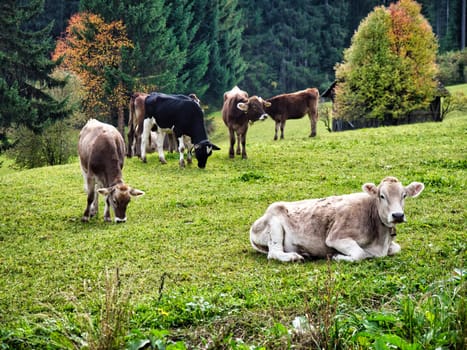 A herd of cattle grazing on a lush green hillside. Photo of cattle grazing peacefully on a picturesque hillside in the Italian Alps