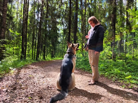 The girl or woman trains German Shepherd dog in spring, summer, and autumn forest. Walk and work with the dog