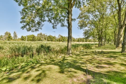 some trees and grass in a field with the sun shining through them on a clear blue sky over the horizon