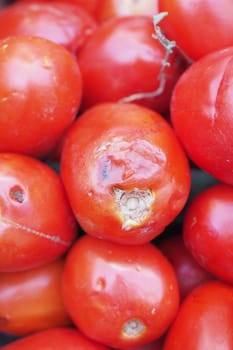 otten tomato isolated on whit background.