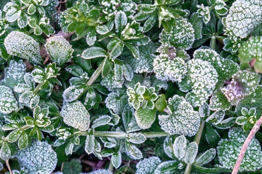 Beautiful frozen microcosmos. Freezing weather frost action in nature. First frost at frozen field plants close-up autumn shot