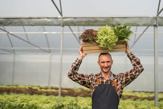 Happy male gardener with agricultural produce in the organic vegetable garden Carrying a box of greens or salad greens in the garden.