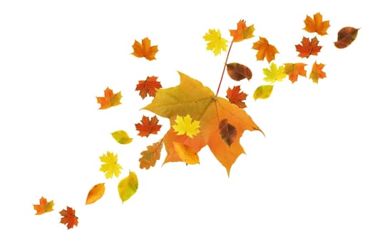 Autumn concept. Set of nice various autumn leaves on white background