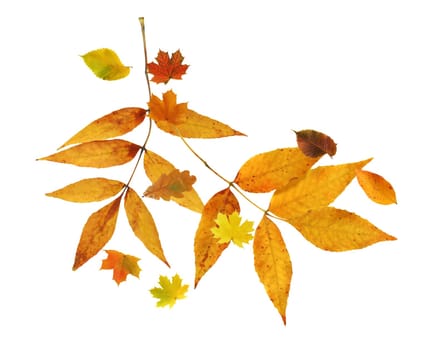 Autumn concept. Set of nice various autumn leaves on white background