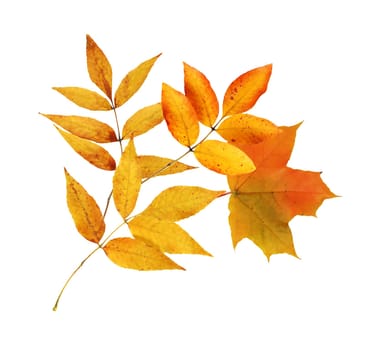 Autumn concept. Set of nice various autumn leaves on white background