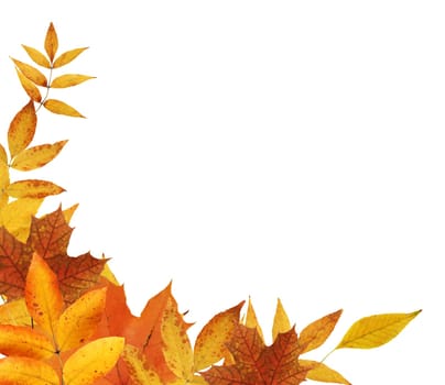 Autumn concept. Set of nice various autumn leaves on white background