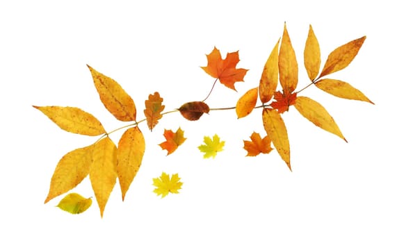 Autumn concept. Set of nice various autumn leaves on white background