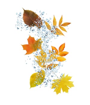 Autumn concept. Set of nice various autumn leaves under rain