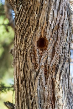 Close-up of a Juniperus thurifera tree trunk with a complex texture and a bird's nest hole, photographed in natural daylight.