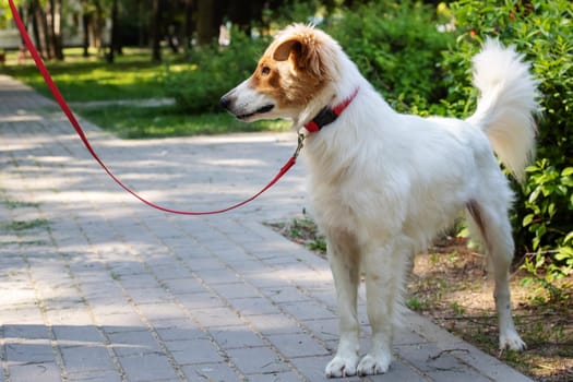 White fluffy dog walking in the park close up