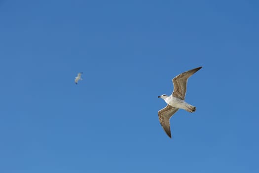 A seagull soaring through a bright blue sky on a sunny day