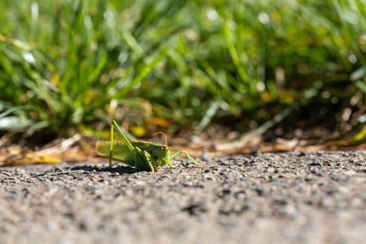 A closeup shot of a large green grasshopper with long antennae against lush greenery
