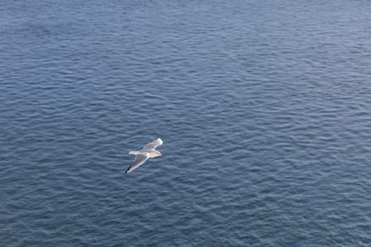 A seagull is soaring gracefully above the tranquil blue waters of an ocean