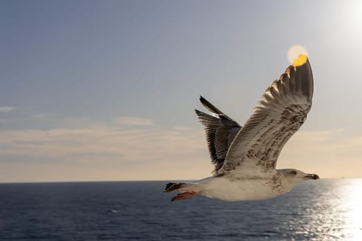 A seagull is soaring gracefully above the tranquil blue waters of an ocean